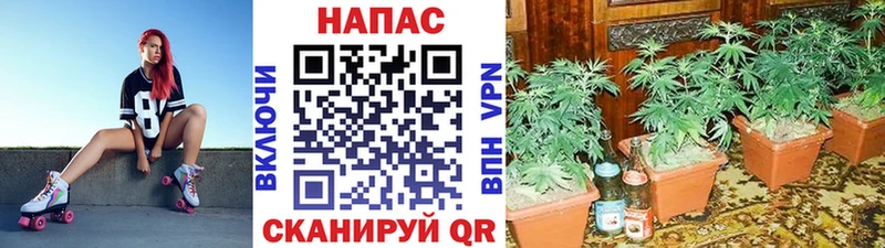 купить наркотики цена  гидра сайт  Марихуана SATIVA & INDICA  Красноярск 